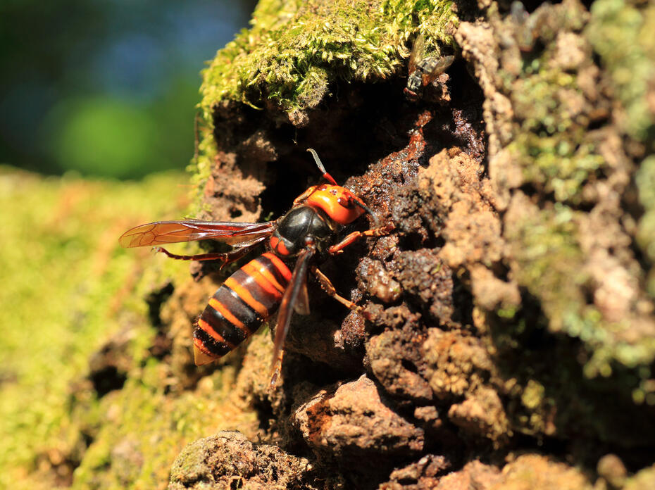 An Asian hornet on a rock.