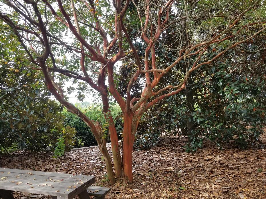 A crape myrtle in the landscape