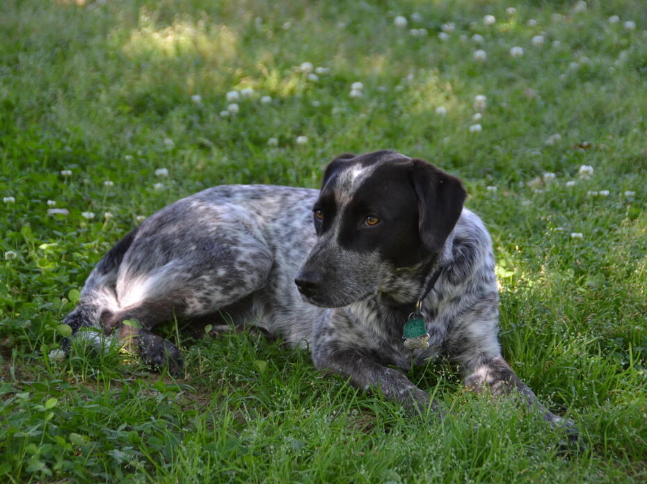 A dog lies on the grass in the shade.