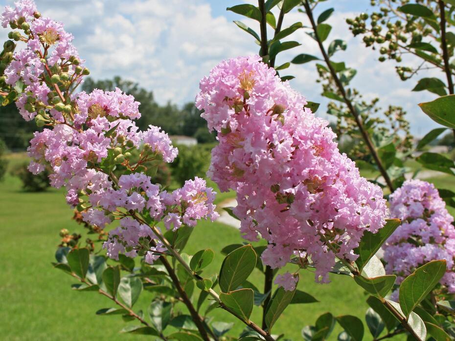 Green leaves cover branches that end in pink crape myrtle blossoms.