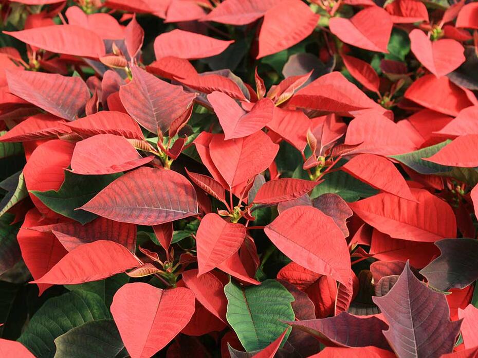 A group of red poinsettias. 
