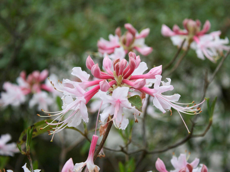 White and pink native azaleas.