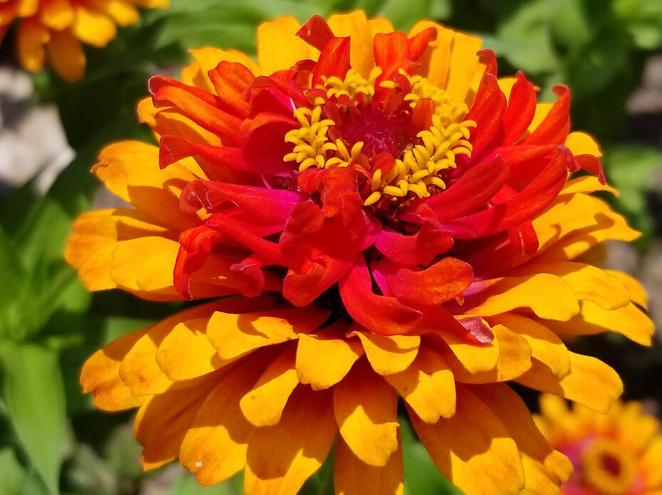 A multicolored orange bloom is fully open over green leaves.