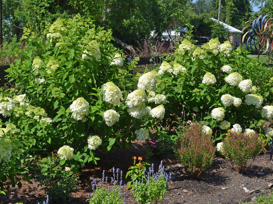 Clusters of white flowers bloom on bushes in a landscape.