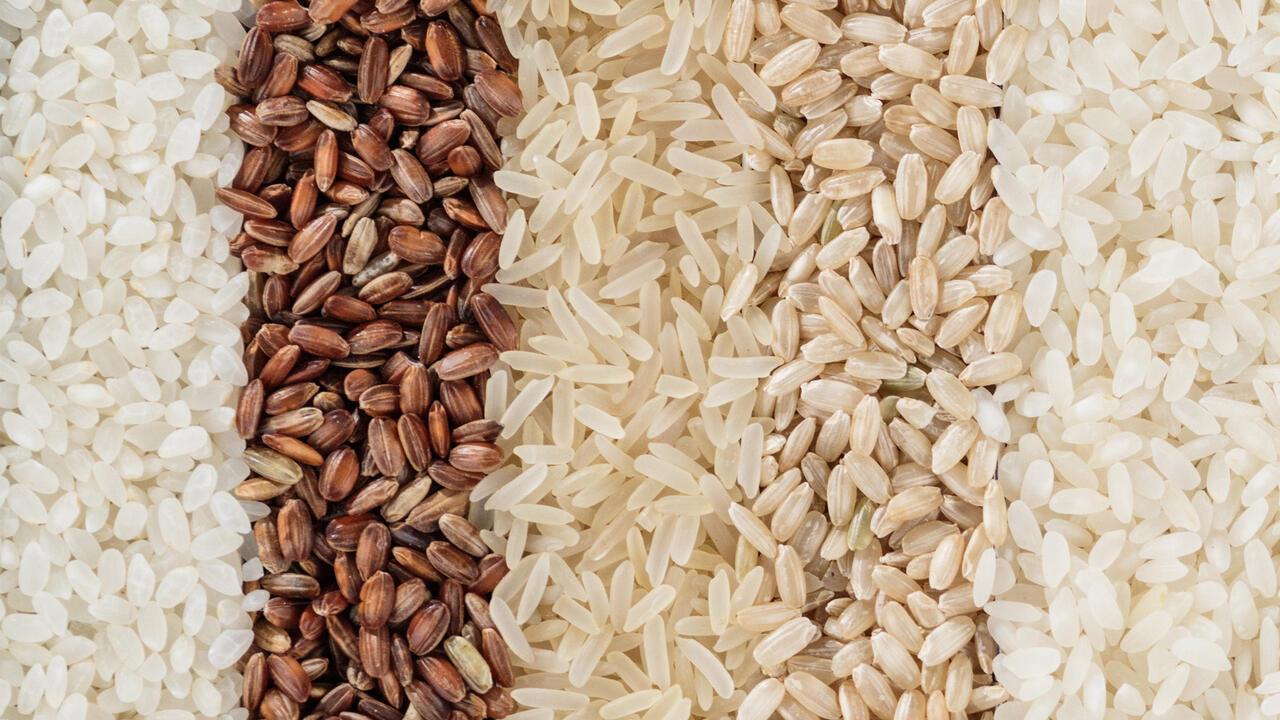 Panoramic banner with ten different varieties of rice, showing the texture and color of different varieties of rice.