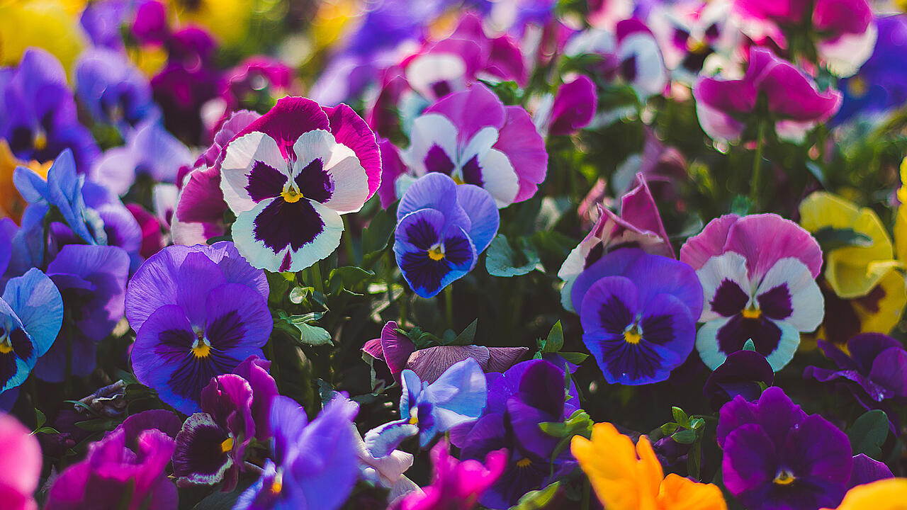 Pink, purple, and white pansies
