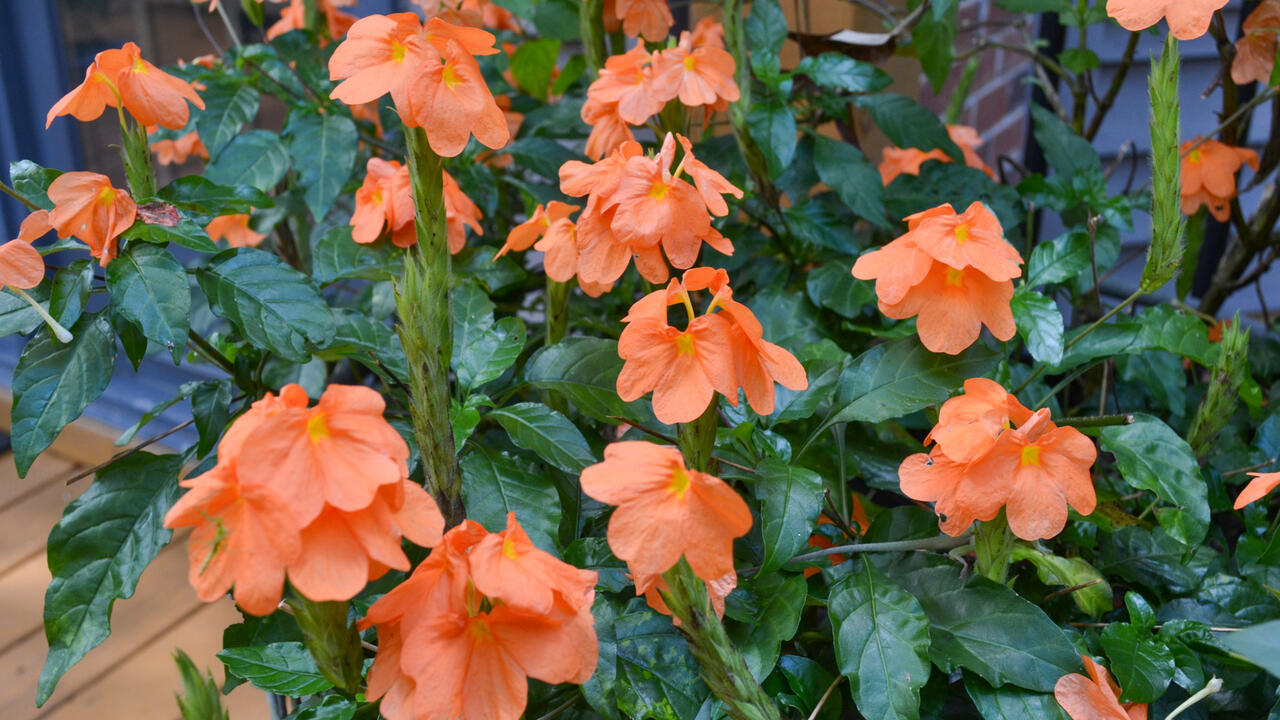 A plant has orange blooms.