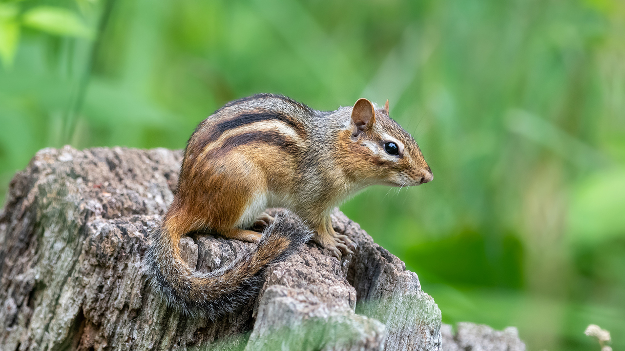 An Eastern chipmunk sits on a stump.