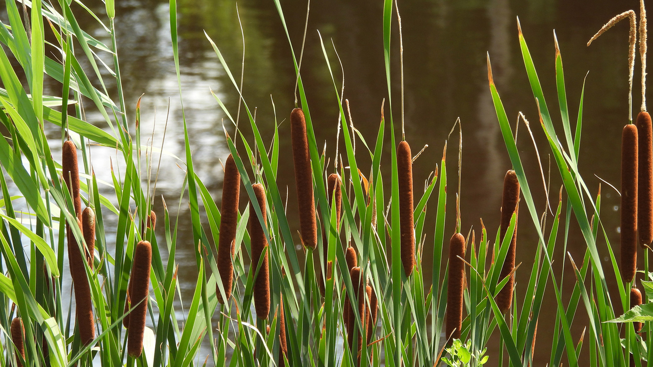 Cattails growing wild along the edge of wetlands.