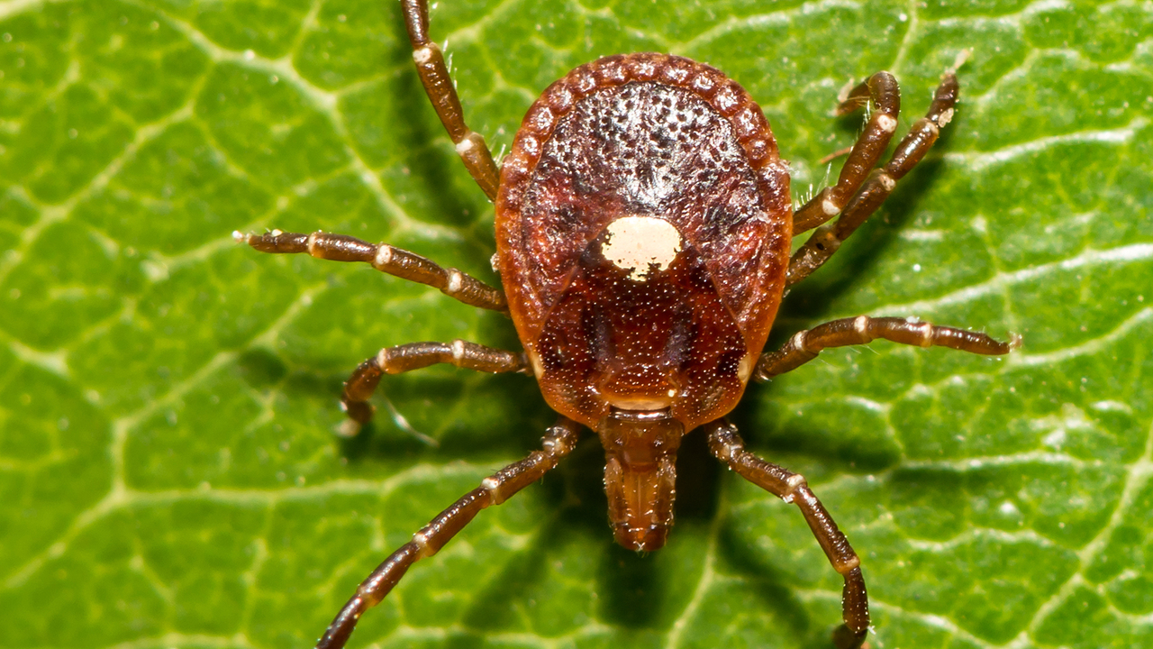 Closeup of a lone star tick on a green leaf.