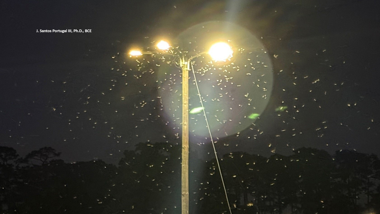 A large swarm of Formosan subterranean termite swarmers fly around a streetlight.