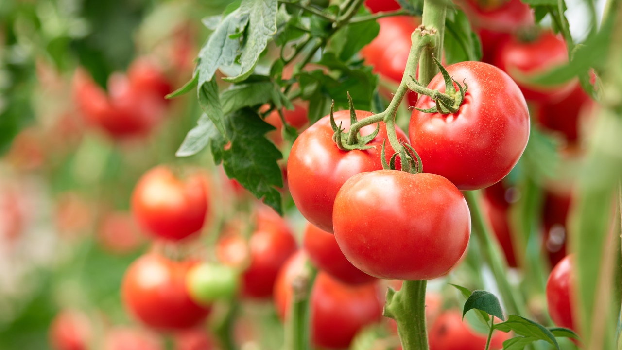 Red tomatoes on a vine