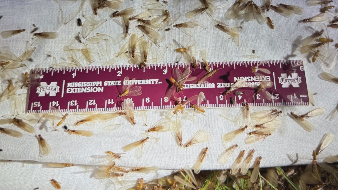 A maroon ruler on the ground covered with termites.