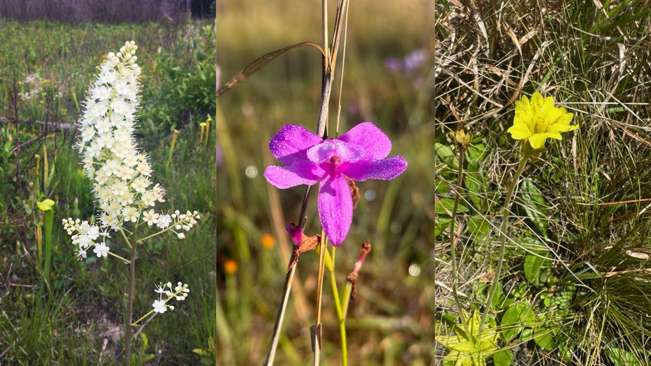Photo composite of a yellow butterwort, a grasspink orchid and an Osceola’s plume.