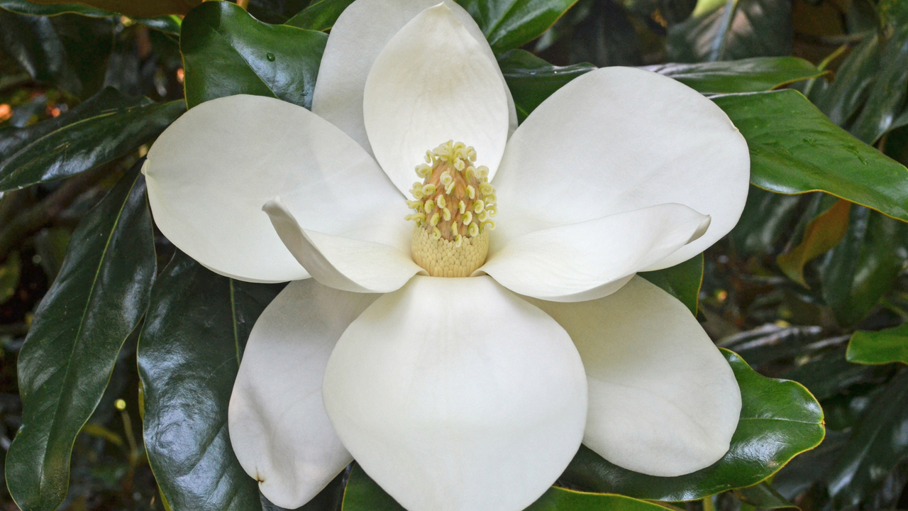 A large white flower blooms among dark green leaves. 