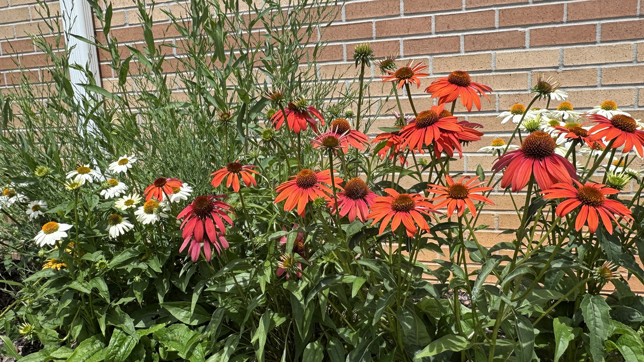 Clusters of white, yellow and red flowers fill space in front of a wall.