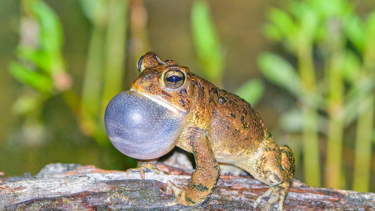 A toad expands his vocal sac.