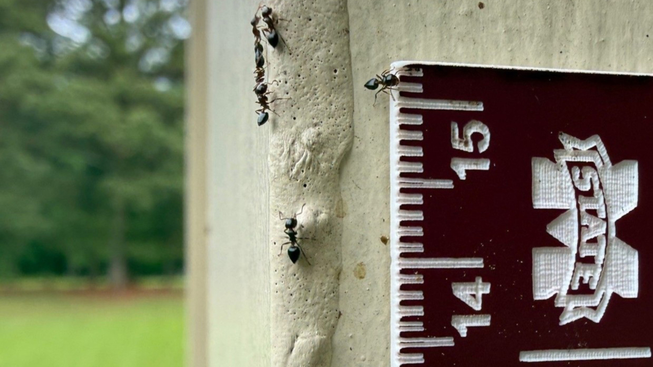 Black ants walk along a building post outdoors.