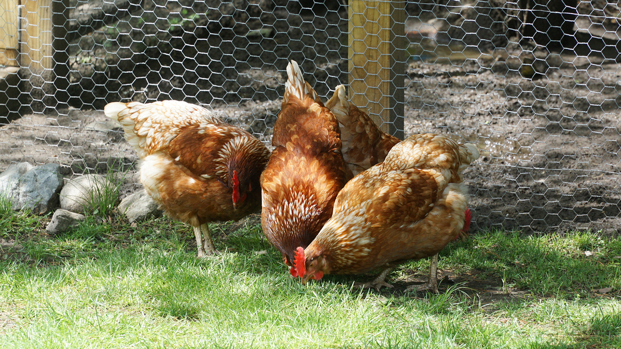 Chickens peck the ground in a backyard in front of the coop.