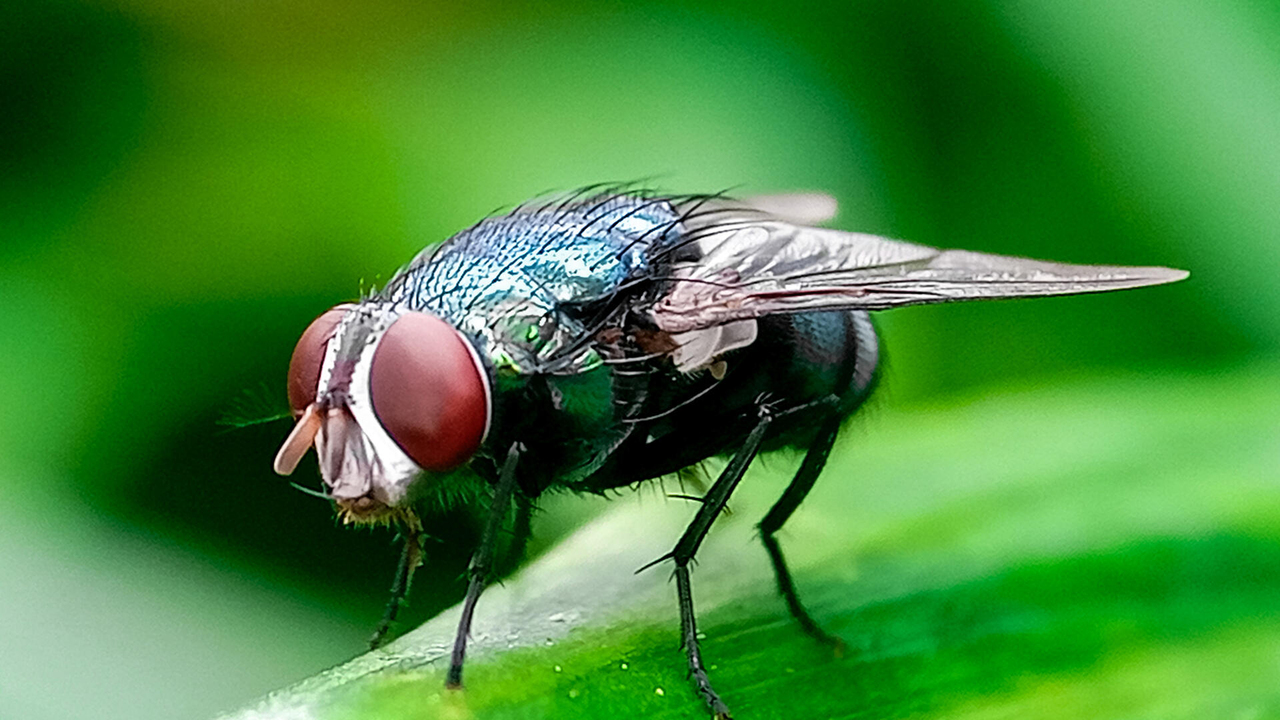 A fly has red eyes and a dark body.
