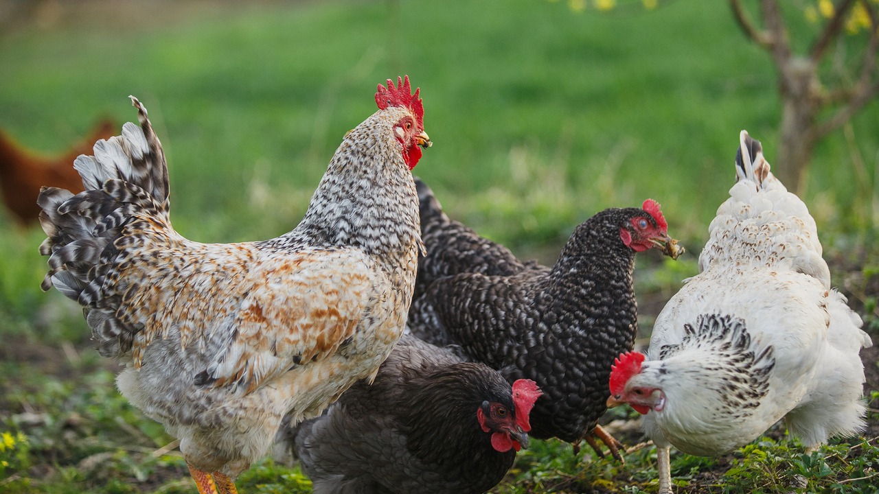 Free-range chickens foraging on green farm grass
