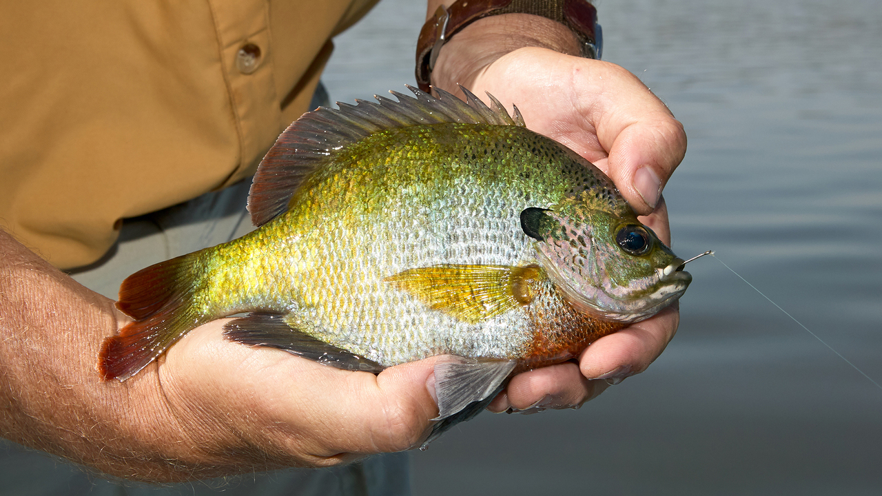 Hands holding a freshly caught sunfish over a body of water. The fish displays vibrant green, yellow and orange hues.