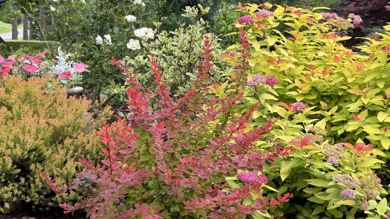 A bush with red branches grows in a garden with other colorful shrubs.