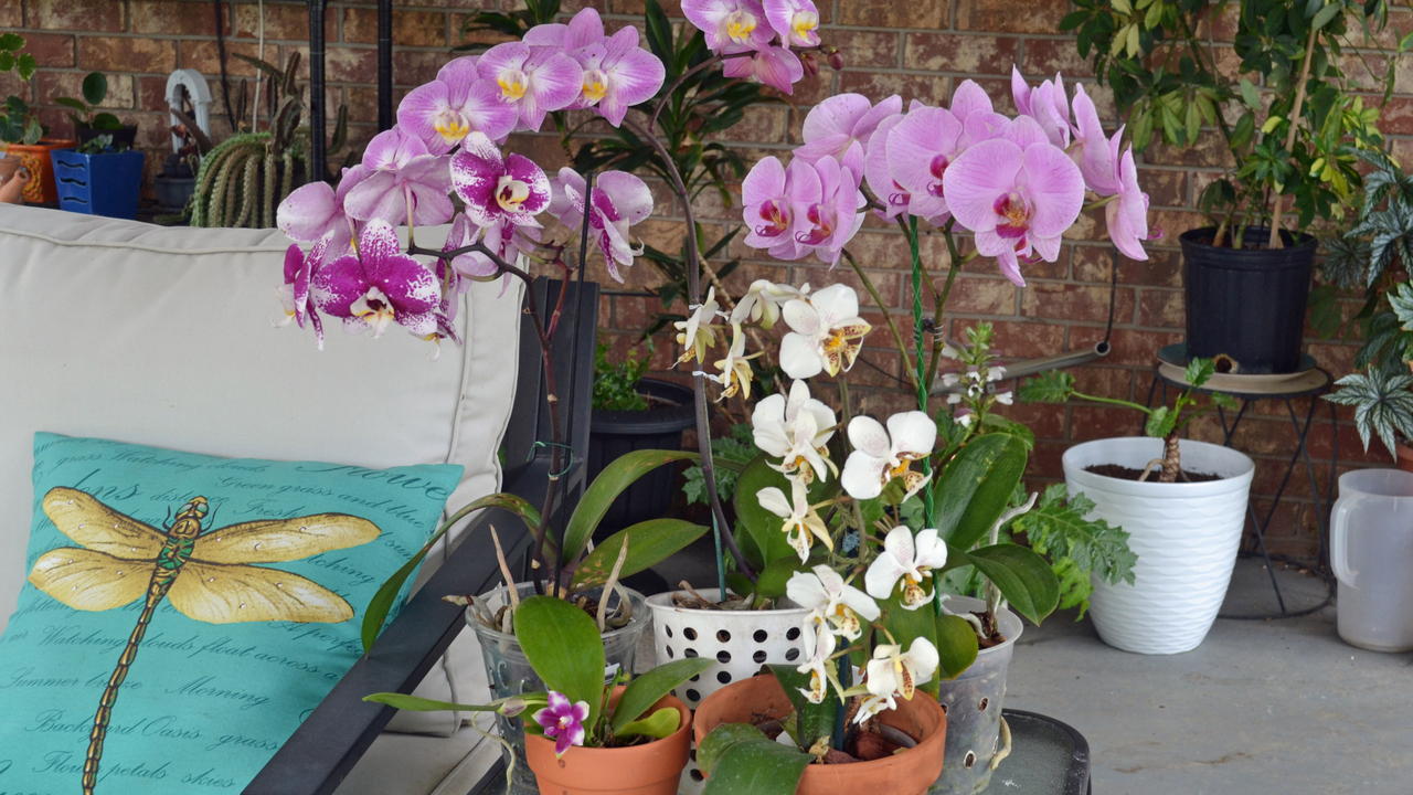 Plants with white and purple blooms grow in containers in a room.