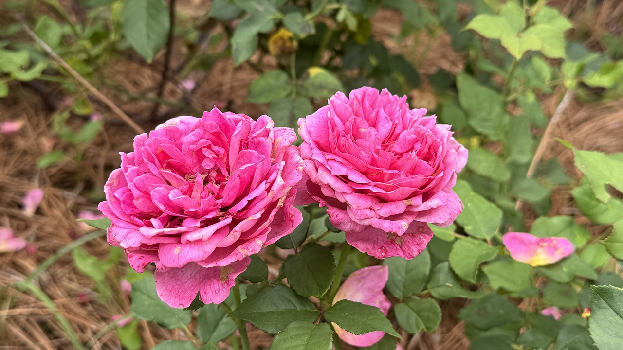 Two pink roses bloom on stems.
