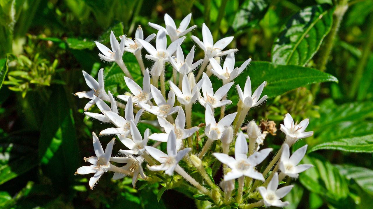 Small, white flowers bloom in a cluster.