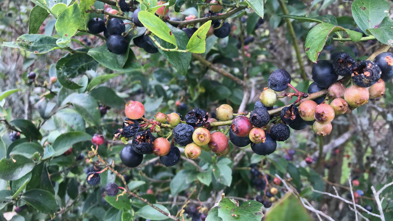 Bush showing unripe, ripe and spoiled blueberries caused by too much rain.