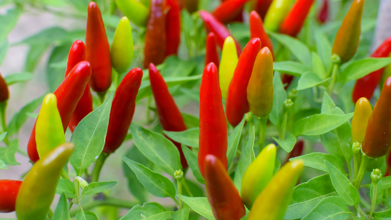 Red, yellow and orange peppers grow pointed up on bushes.