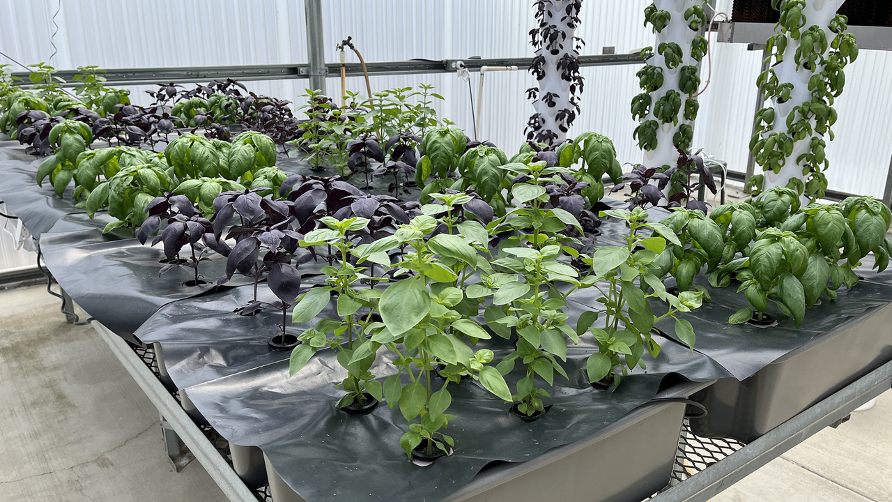 Small plants grow indoors in towers and covered trays on a table.