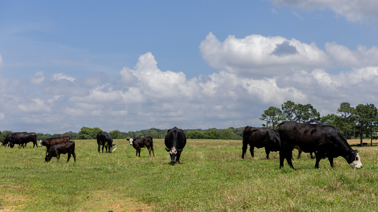 A small herd of black cows feeds in a pasture.