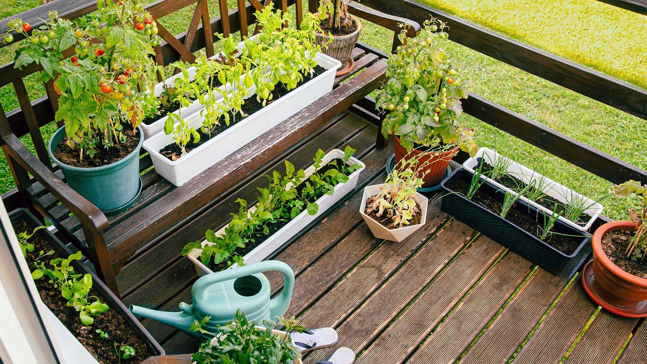 Vegetable plants grow in containers on a back porch.