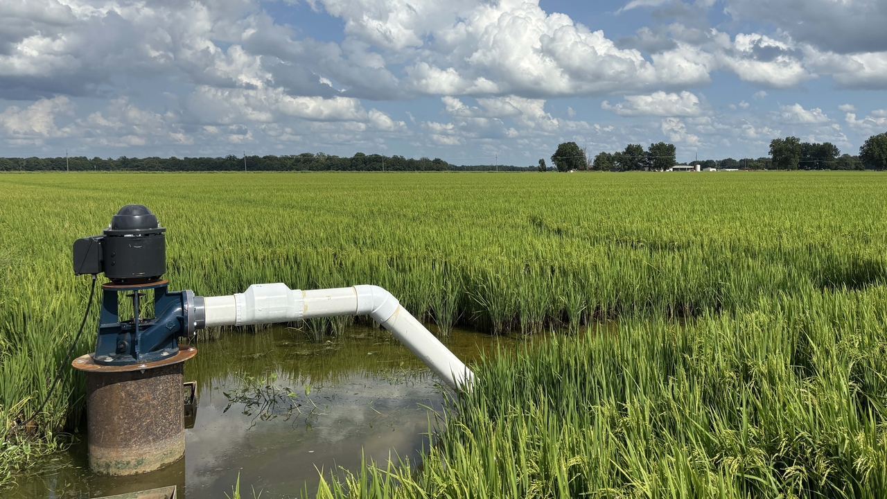 A pump attached to a white pipe sits in water in a rice field.