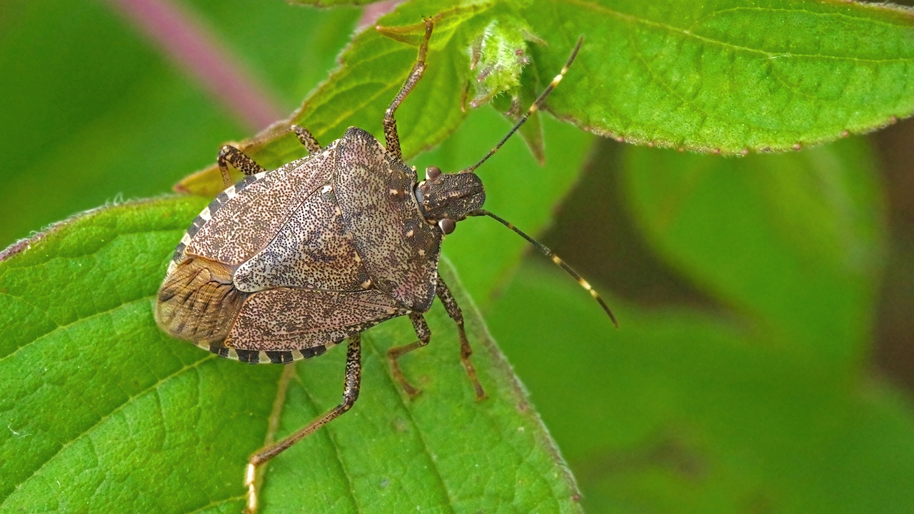 A brown stinkbug on a green leaf
