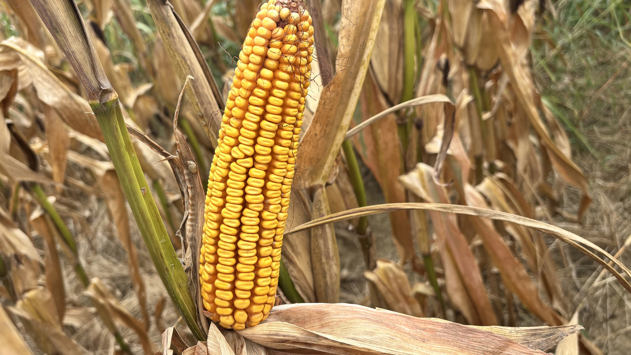 A mature ear of corn has been shucked while on the stalk.