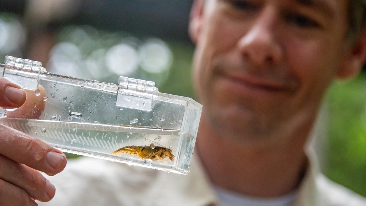 Person holds a clear container with a small aquatic insect in water.