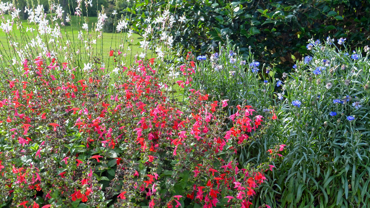 Three types of plants display red, white or blue blooms.