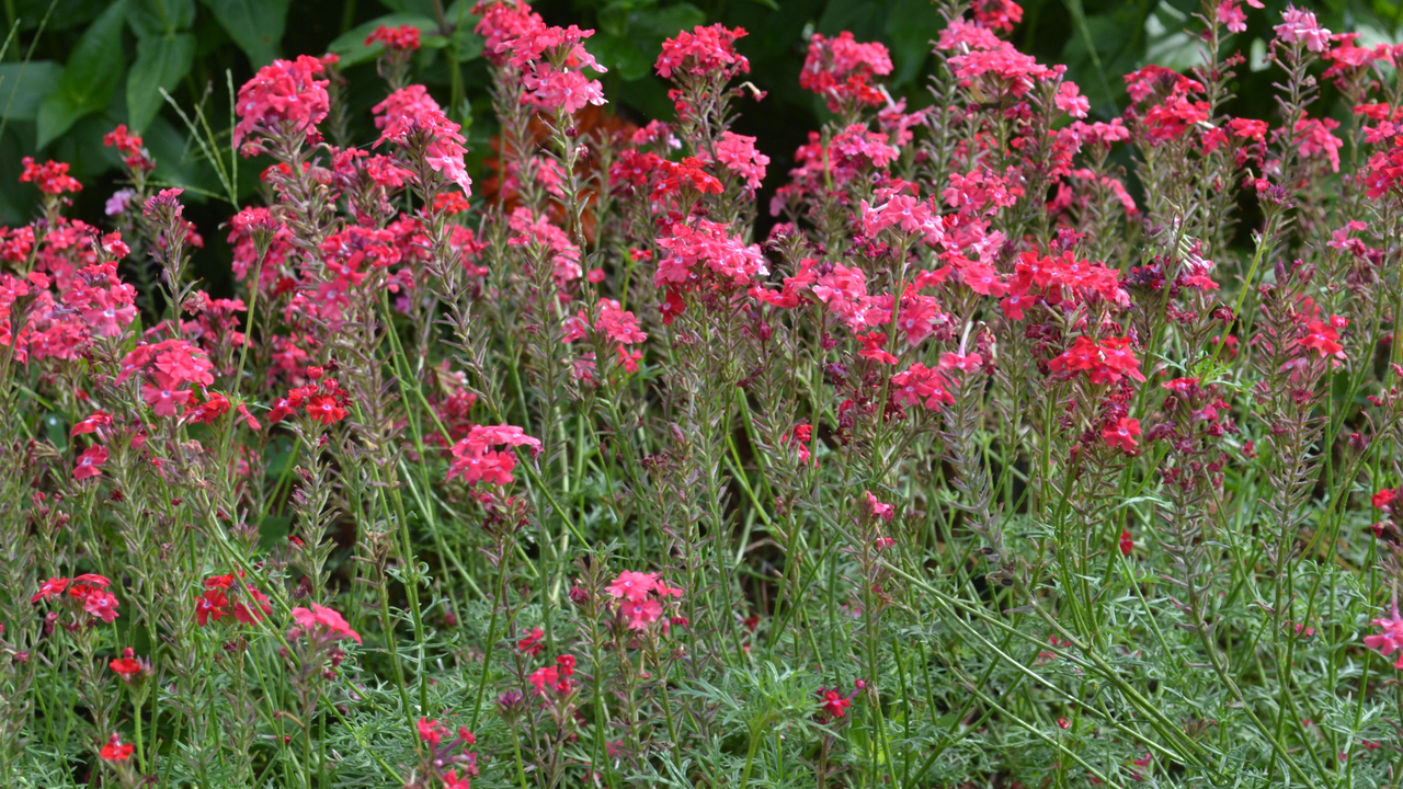 Clusters of tiny red flowers bloom on tall stems.