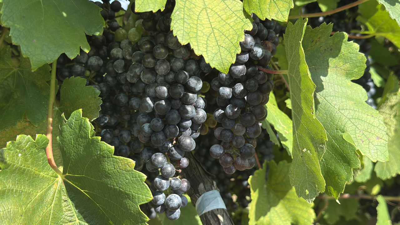 Dark clusters of grapes hang among leaves on a vine.