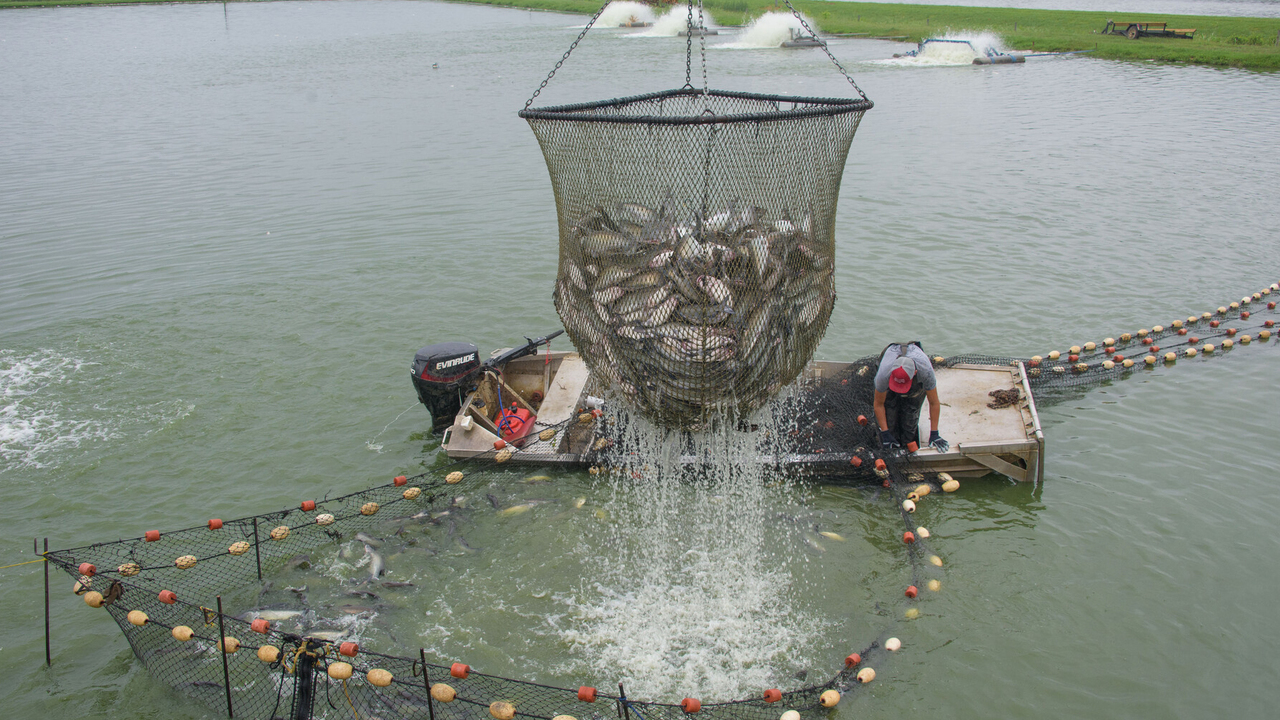 Catfish are harvested from a pond using a large net suspended above a boat.