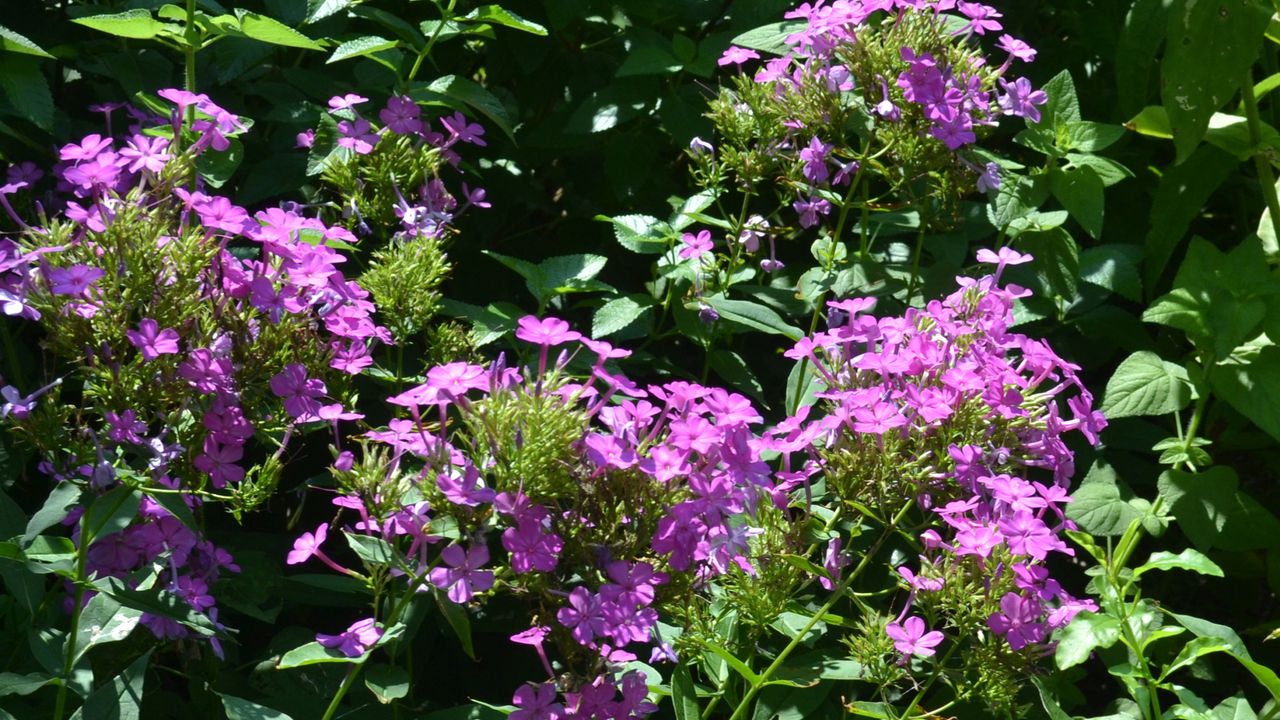 Tiny purple flowers grow in clusters.