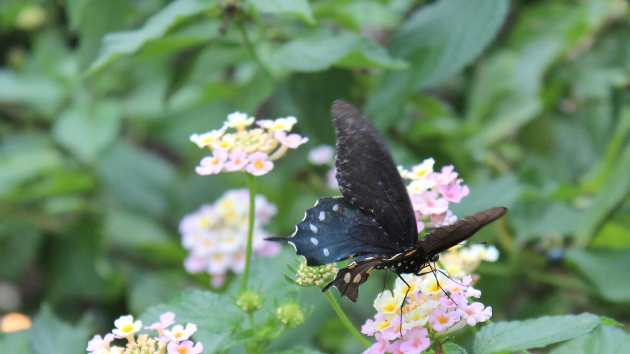 A brown swallowtail butterfly with white spots drinks nectar from a flowering pink and yellow lantana plant. 