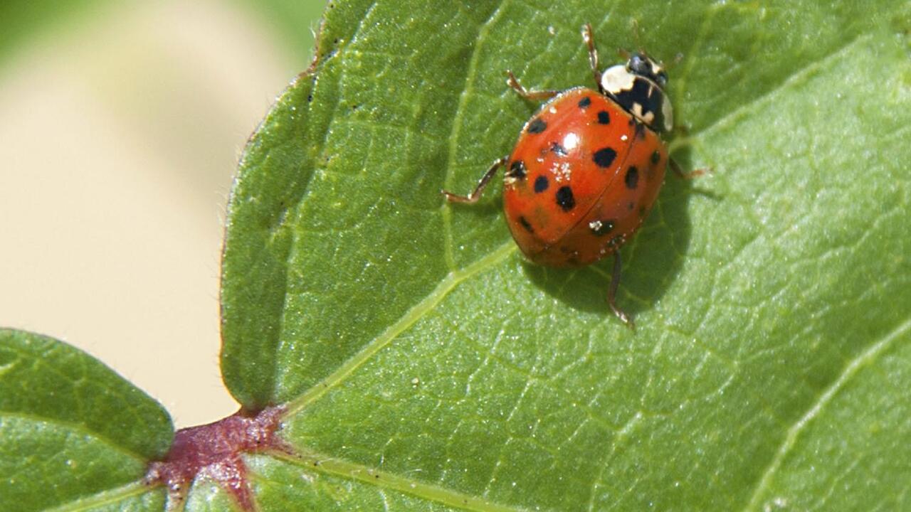 asian lady beetle 