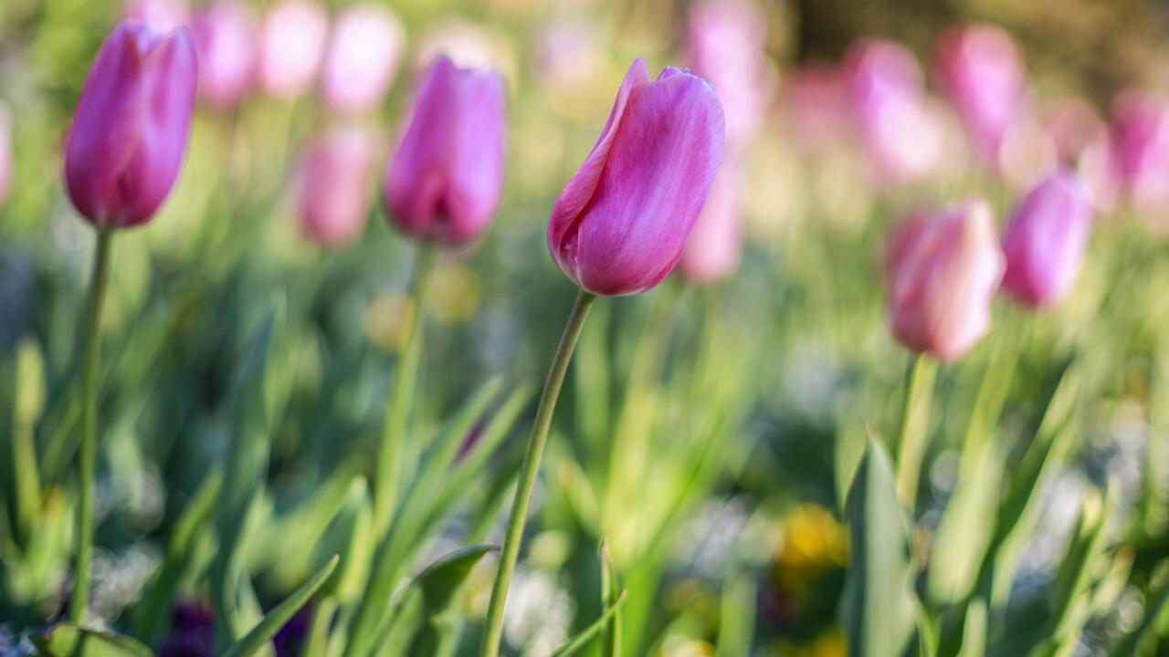 A picture of several pink tulips with one in focus and others blurred in the background.  