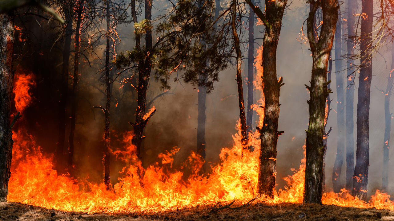 Fire engulfs a forest.