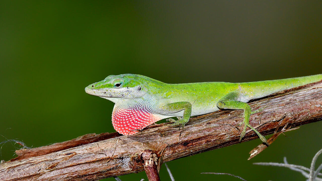 green Carolina anole