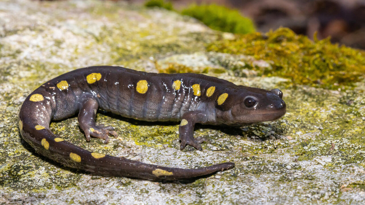 Spotted Salamander 